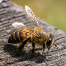 bee